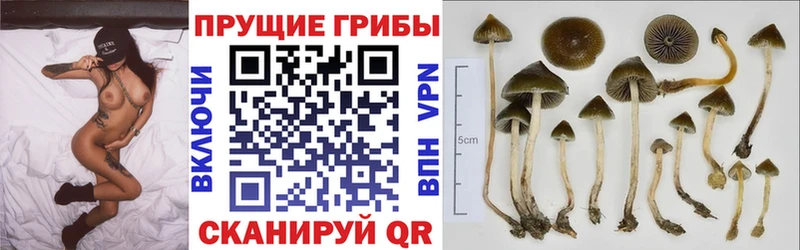 Галлюциногенные грибы Psilocybe Правдинск